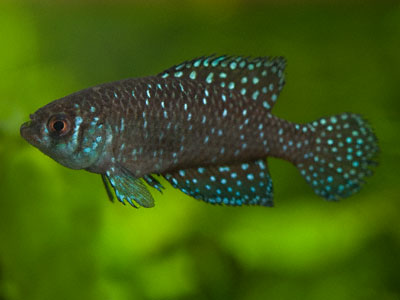 Austrolebias nigripinnis Austrolebias nigripinnis